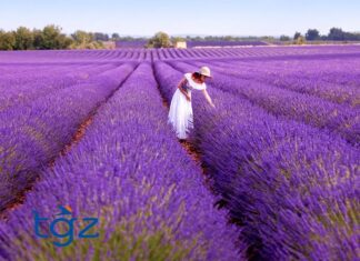 The Sacred Hippopotamus of Papremis